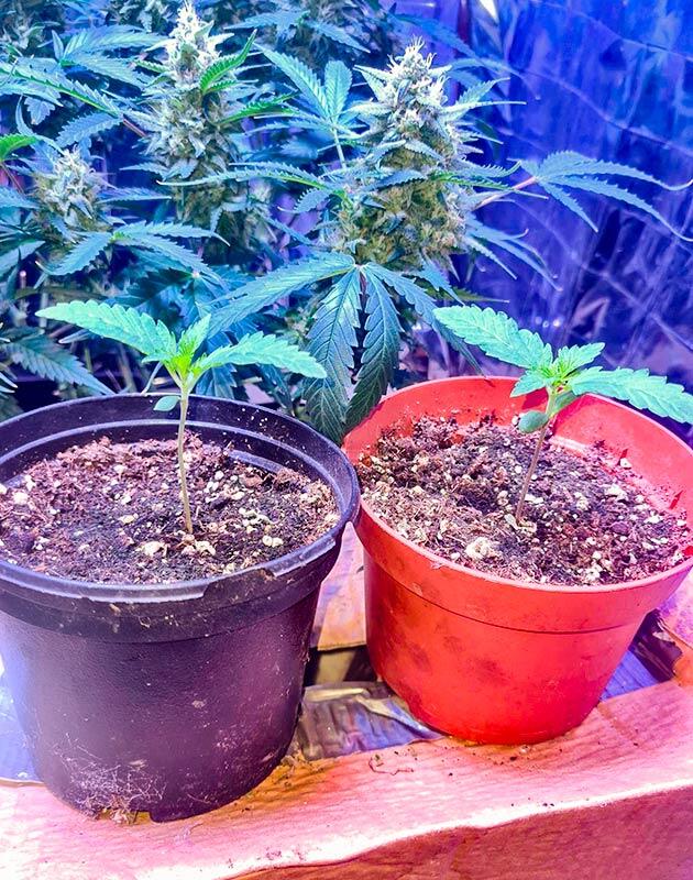 Начало вегетации конопли Всходы каннабиса Tropicana Cookies FF