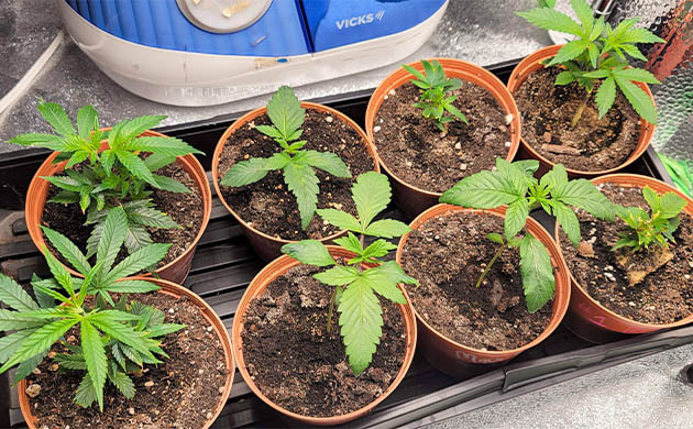 Вторая неделя вегетации 8 кустов каннабиса