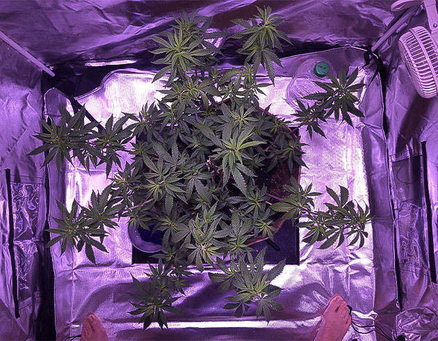 Топпинг Blueberry Muffin: результаты Ежедневный полив и удобрения