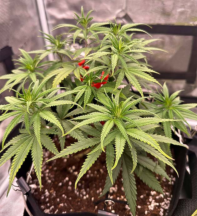 Куст Candy Store RBX от Ethos Genetics на 9 неделе