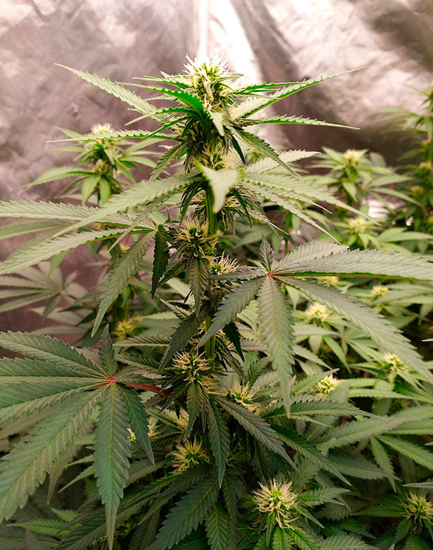 Развитие бутонов на 13-й неделе рост сорта конопли Blue Gelato 41 на 13ой неделе