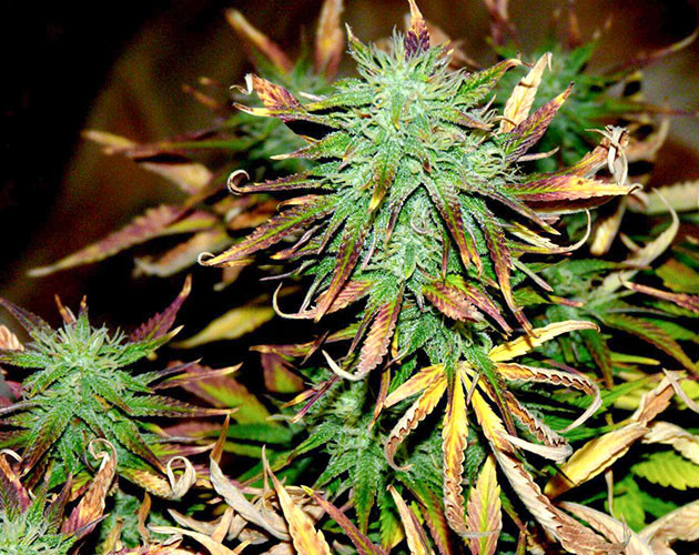 Соцветия конопли