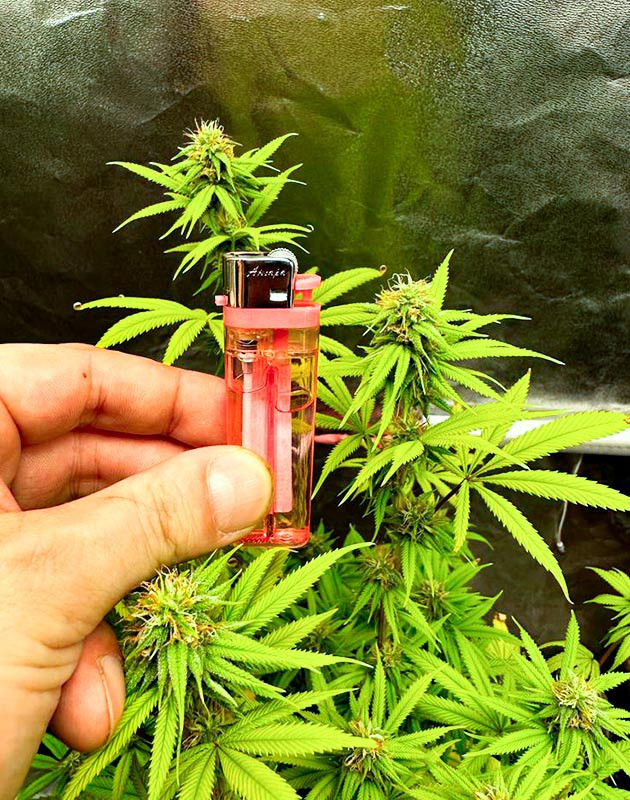 Подготовка к харвесту конопли Roze Runtz Подготовка к харвесту Roze Runtz