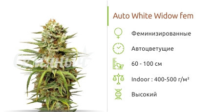 Auto White Widow от Dutch Passion
