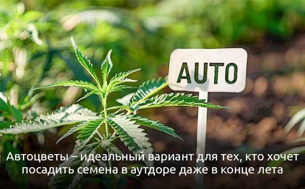 Преимущества автоцветущих сортов конопли