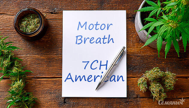 Гроурепорт сорта Motor Breath от 7CH American