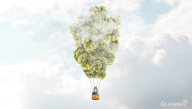 Хай эффект сативы Сативный High эффект