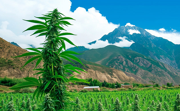 Генетика и создание Blueberry Процесс создания сорта Blueberry