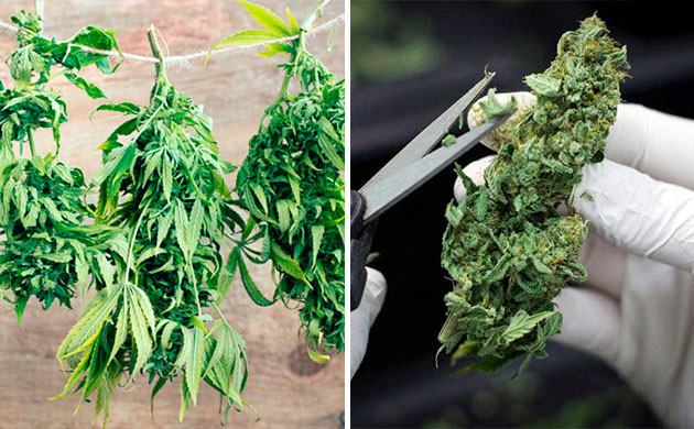 Основные методы маникюринга конопли