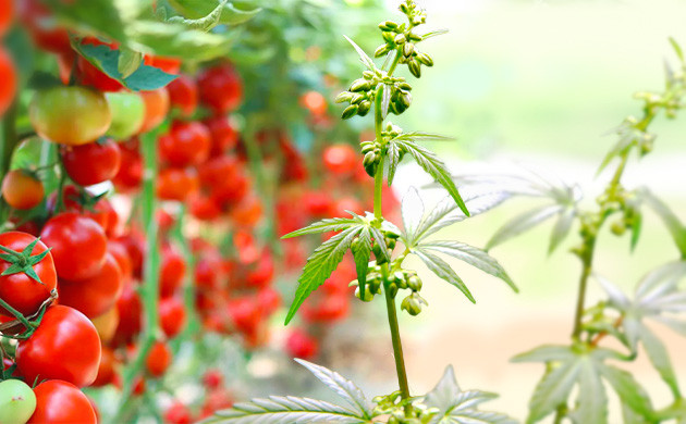 Использование мужской конопли от нападения вредителей