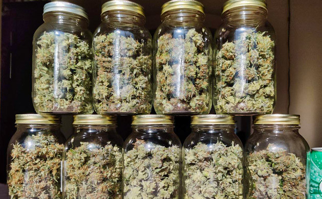 Харвест и сушка соцветий Afghan Kush Ryder Auto