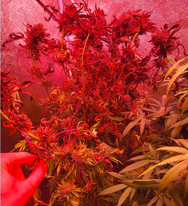 Подготовка к харвесту 14 - 15 неделя роста конопли Moonshine Cookies