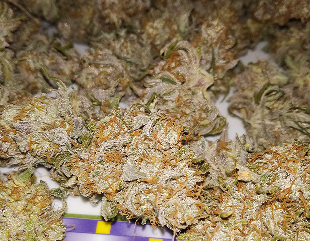 Готовый урожай Сухие шишки