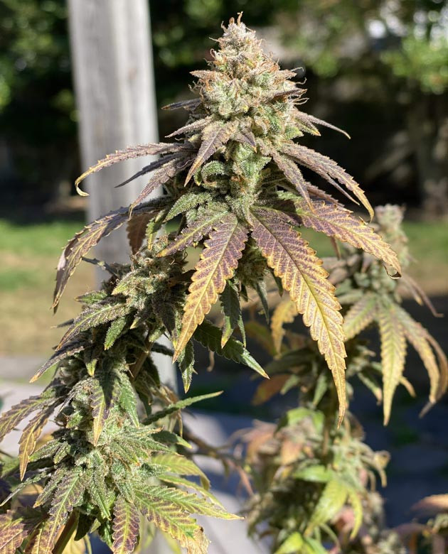 Blueberry Muffin: лучшие генетические качества