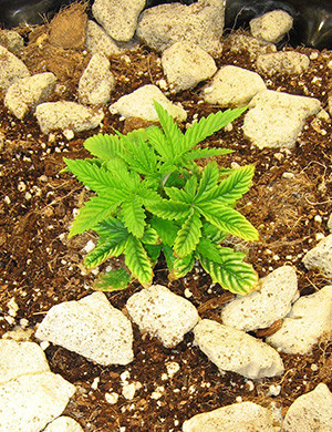 Проблемы с листьями на второй неделе Пожелтение листьев конопли