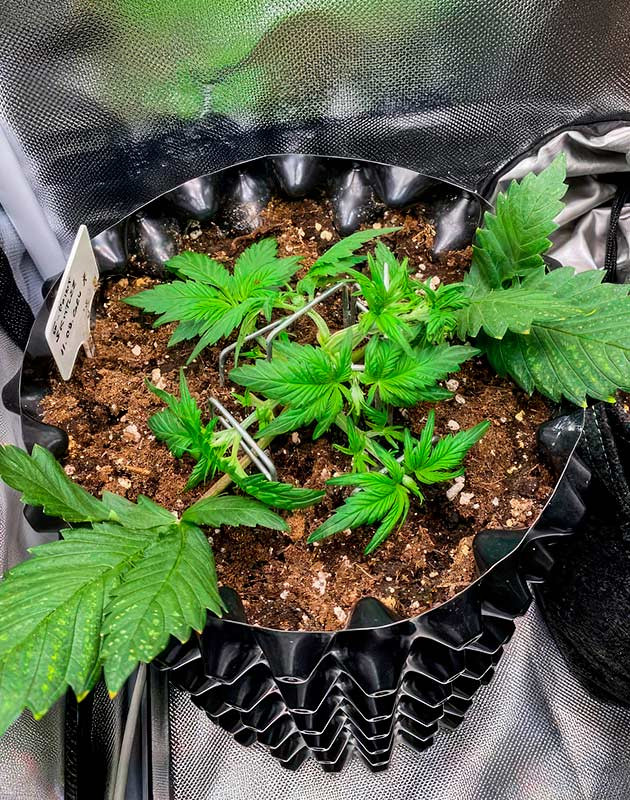 Растишка Gorilla Zkittlez Auto на 2 неделе выращивания