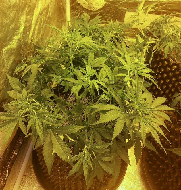 Цветение конопли