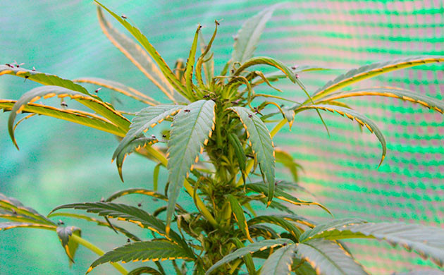 подготовка к харвесту Pineapple Chunk