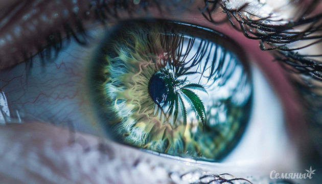 Покраснение глаз от каннабиса Как избежать неловких вопросов