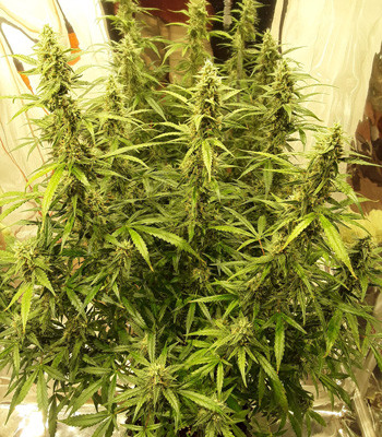 9 неделя выращивания Созревший куст Auto New York City