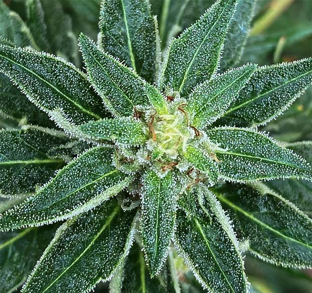 Стимуляция цветения Golosa от Delicious Seeds Стимуляция цветения куста Голоса