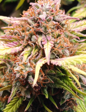 Появление янтарных трихом на 10 неделе Соцветие Super Lemon Haze Auto