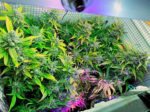 Подготовка кустов к харвесту Кусты конопли перед харвестом