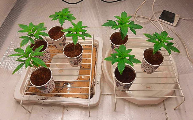 Развитие марихуаны Ростки Persian Pie от GHS на 2 неделе