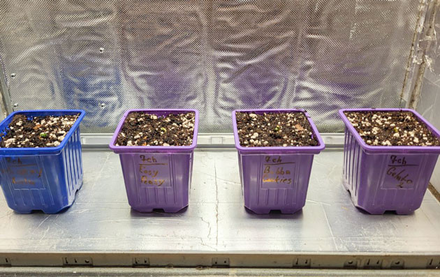 Режим освещения и полив Росток Gelato 2 Auto от Семяныча на 1 неделе