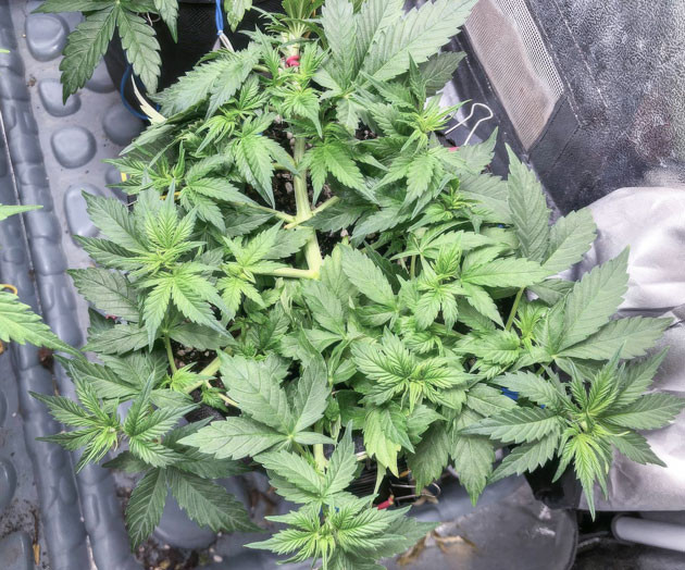 Проблемы с развитием Pink Rozay Auto Удаление больших листьев для роста