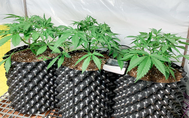 Кусты Gorilla Auto от сидбанка Семяныч ростом 30 см