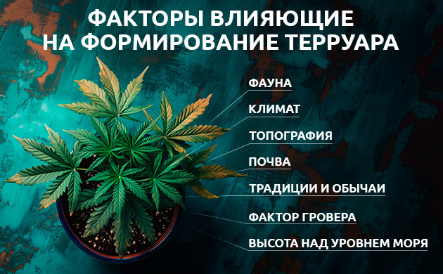 Факторы влияющие на фенотип и развитие каннабиса Факторы влияющие на формирование терруара