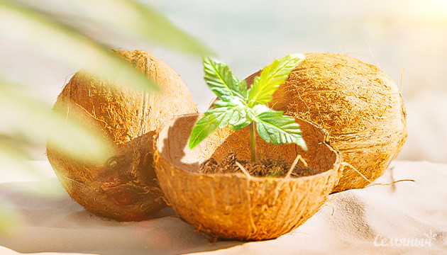 Свойства кокосового субстрата, подходящие для каннабиса