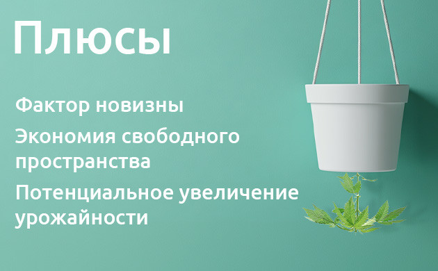 Преимущества перевёрнутой посадки конопли