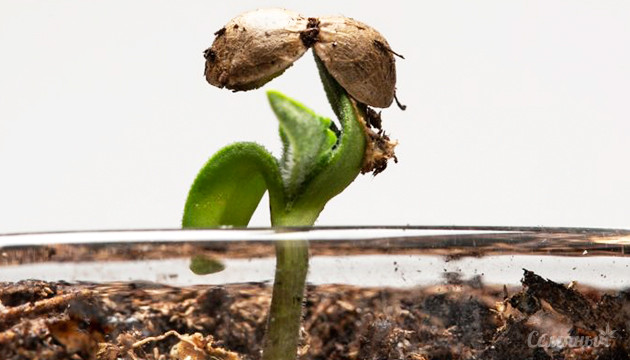 Освобождение ростка от каски