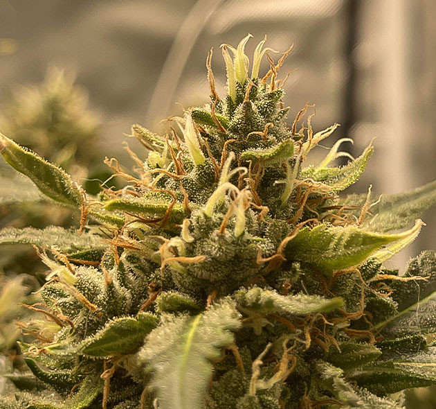 Бутон наполовину оранжевыми стигмами