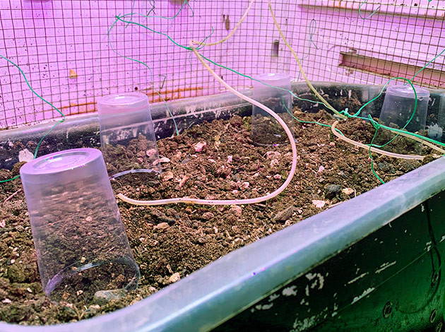 Проращивание семян конопли Начало выращивания семян Runtz XL Auto