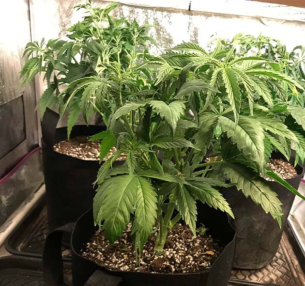 Выращивание конопли HulkBerry Растение HulkBerry