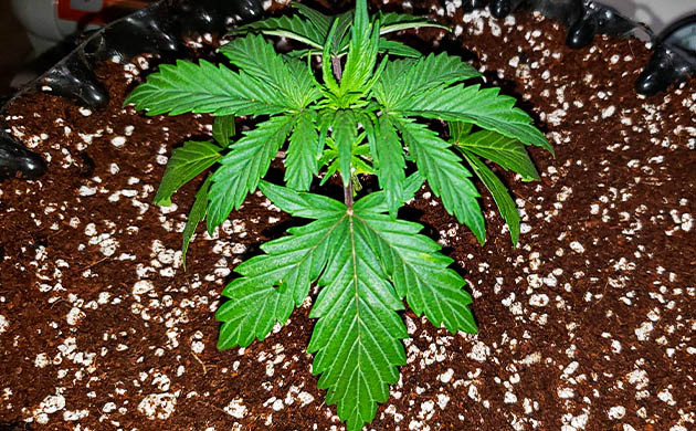 Росток в эйрпод горшке