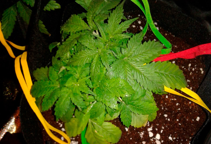 Куст конопли с ожогами на листьях от переизбытка удобрений