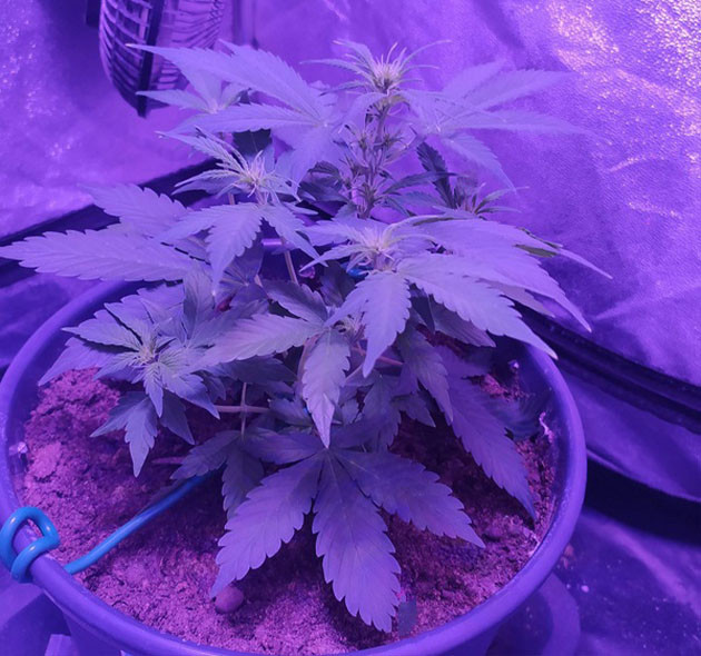 Появление точек роста шишек