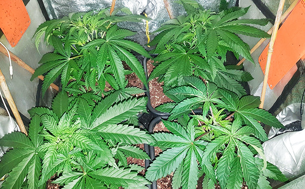 Пятая неделя выращивания Появление признаков предцвета