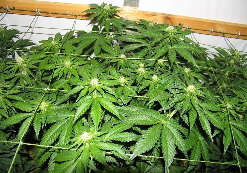 Формирование шишек марихуаны Jack Herer