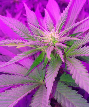 Использование ScrOG сетки Начало цветения на 6 неделе выращивания