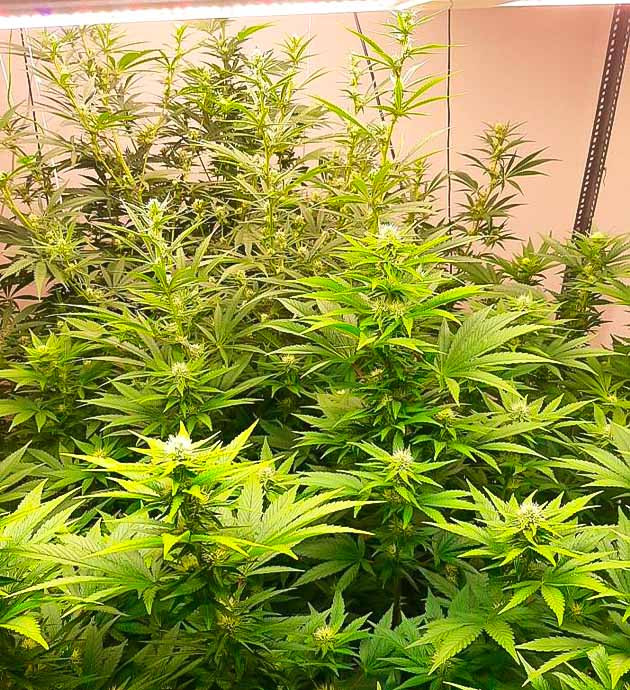 Активное развитие соцветий Кусты Persian Pie от GHS на 9 неделе выращивания