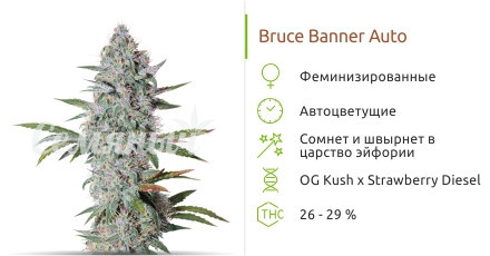 Сорт марихуаны Bruce Banner Auto Bruce Banner Auto от Cali Buds Seeds