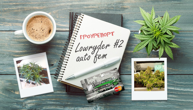 Гроурепорт сорта марихуаны Lowryder #2 auto