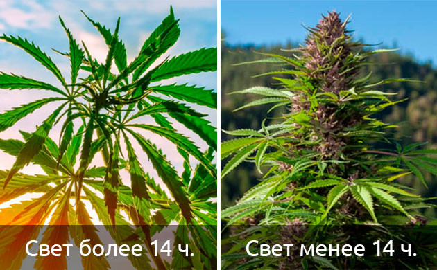 Сокращение светового дня Световой день