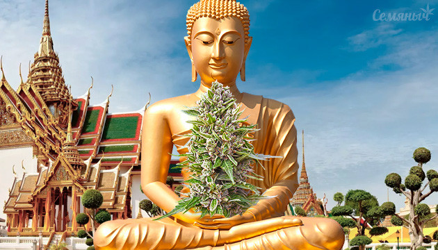 Индустрия каннабиса в Таиланде