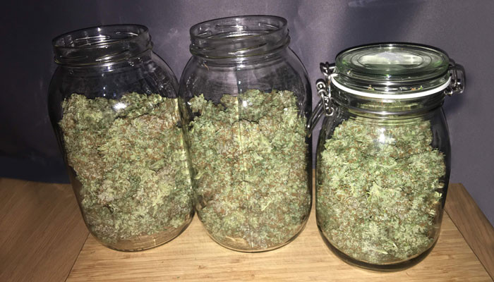 Пролечка шишек марихуаны Пролечивание шишек Jack 47 Auto